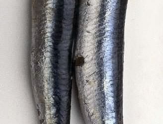 acciughe