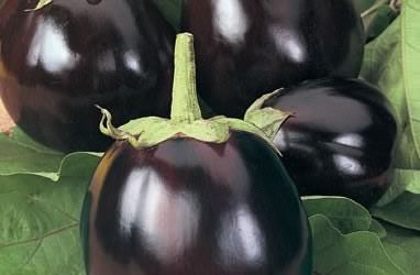 melanzane