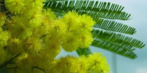 mimosa1