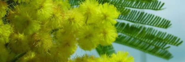 mimosa1
