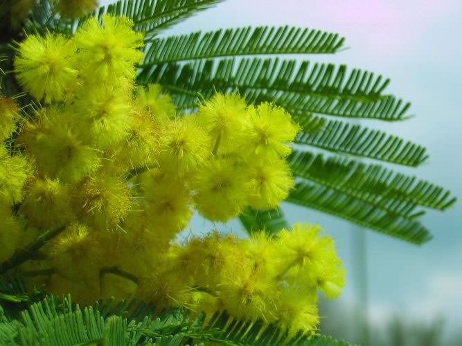 mimosa1