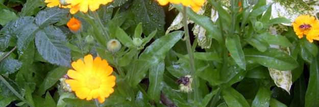 ricette_calendola