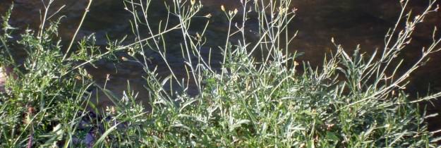 ricette_ruchetta_selvatica