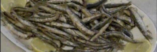 alici fritte2