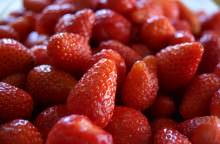 La fragola coltivata o selvatica