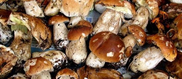 funghi ricette settembre