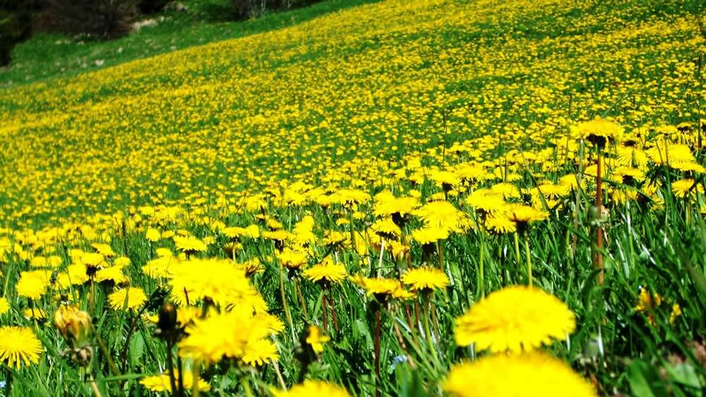 Speciale: La cicoria spontanea o "Tarassaco" | Ricette ...