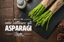 Come coltivare gli asparagi