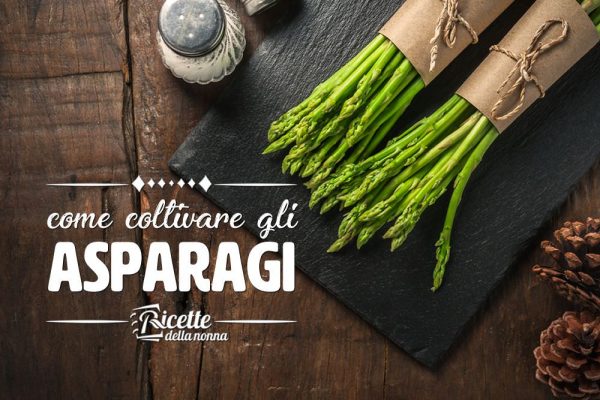 Come coltivare gli asparagi