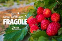 Come coltivare le fragole