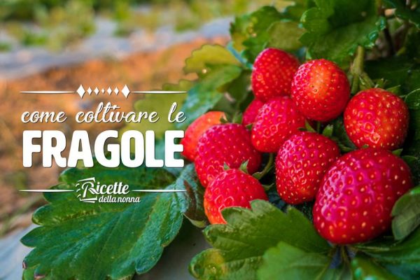 Come coltivare le fragole