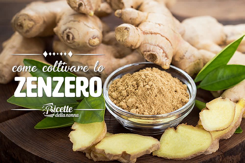 Come coltivare lo zenzero Ricette della Nonna Come coltivare lo zenzero Ricette della Nonna