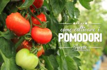 Come coltivare i pomodori