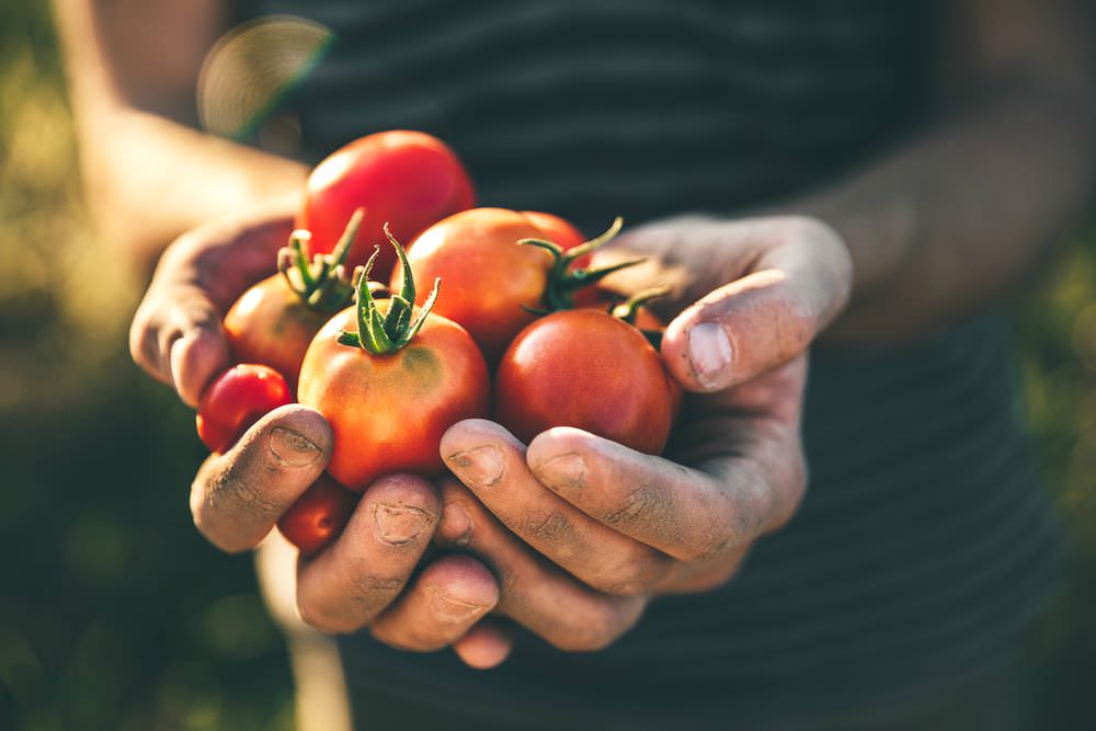 come piantare i pomodori