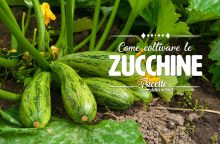 Come coltivare le zucchine