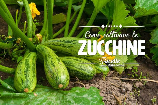 Come coltivare le zucchine