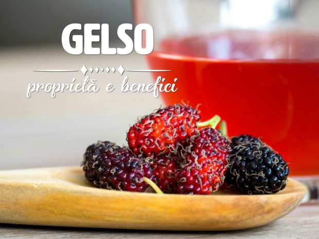 gelso