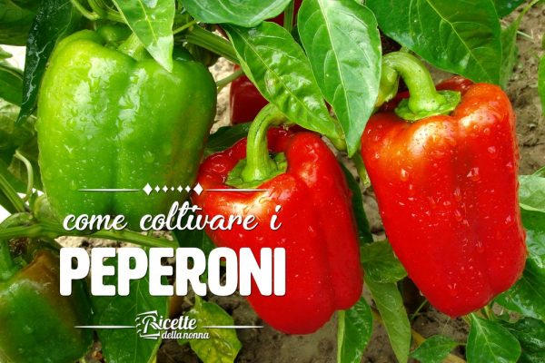 Come coltivare i peperoni