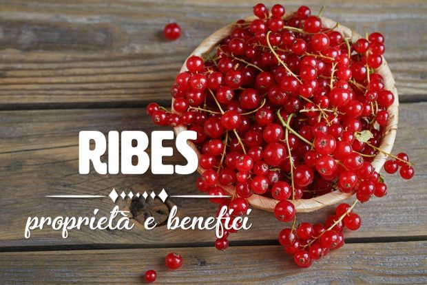 ribes