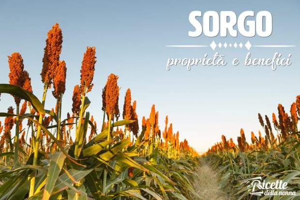 Sorgo