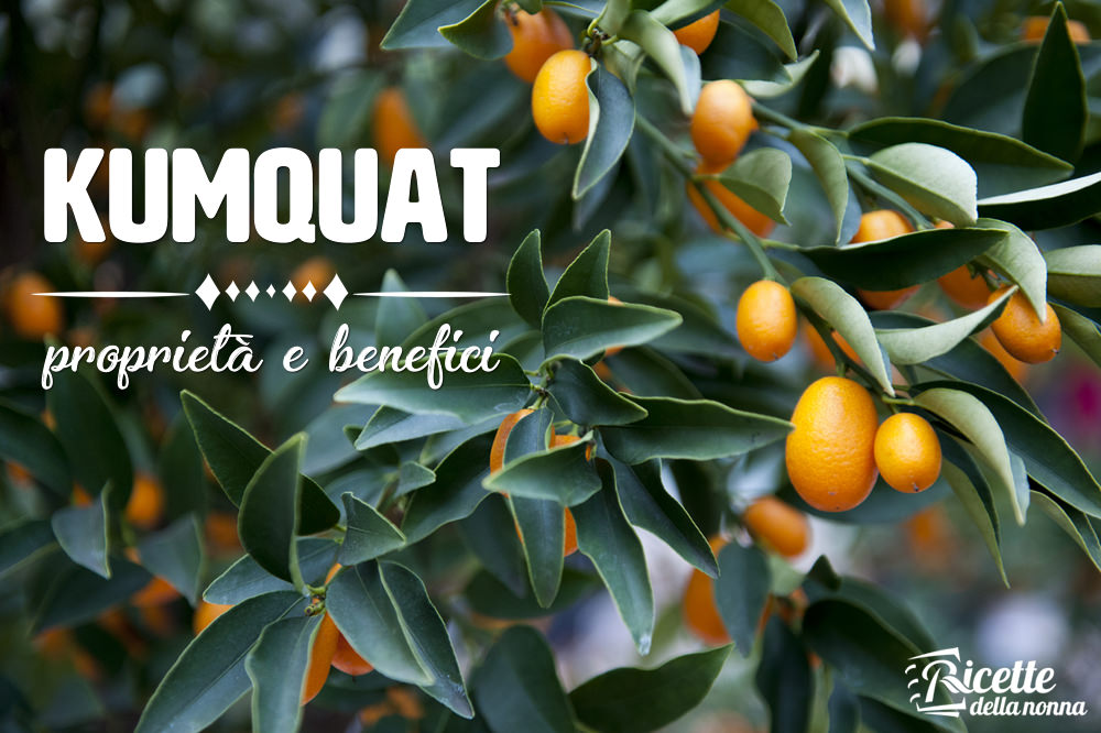 Kumquat Proprieta Benefici E Controindicazioni Ricette Della Nonna