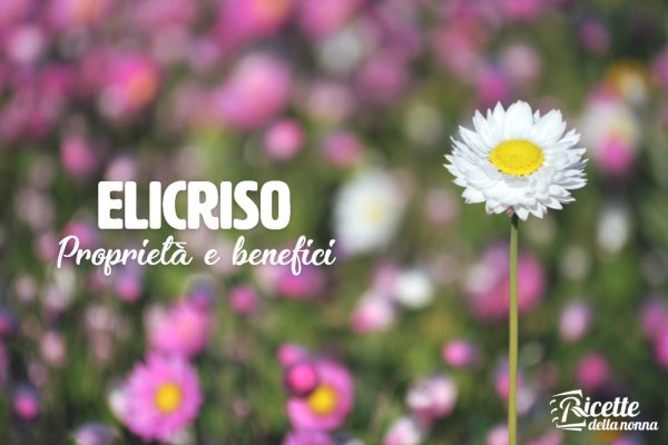 Elicriso: proprietà, benefici e controindicazioni