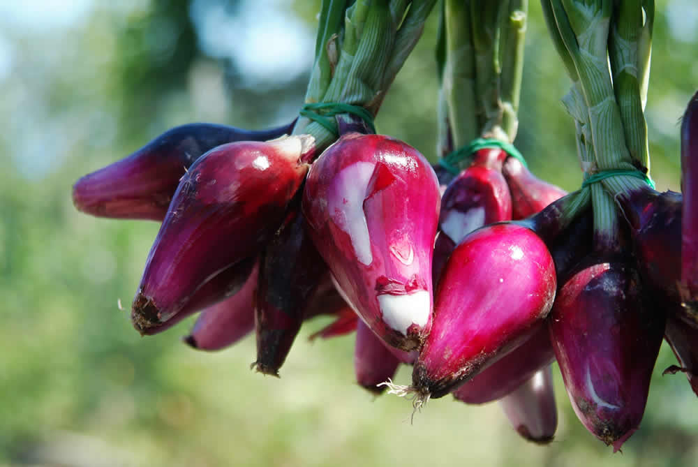 Cipolla rossa di Tropea