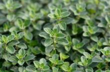 Calmante e digestiva: è l’erba perfetta per tornare in forma dopo i bagordi di Pasqua