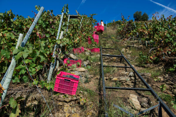 Non si fermano davanti alle difficoltà: i vini eroici, vini resilienti