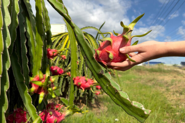 Hai mai sentito parlare del frutto del drago? Sembra un cugino del fico d’India e in cucina puoi usarlo per tantissime ricette