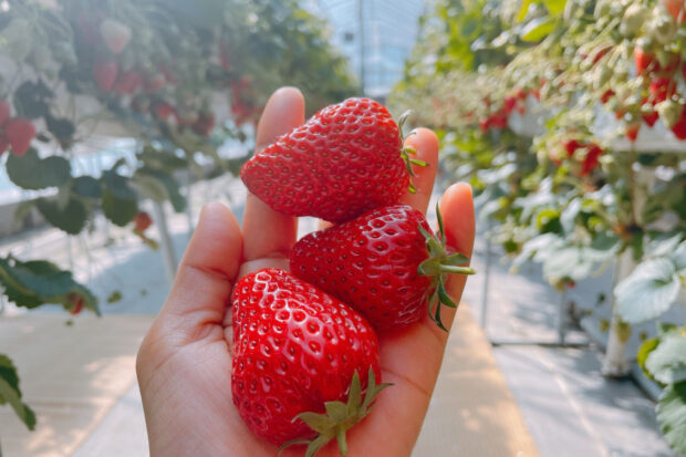 Fragole benefici, perché mangiare fragole