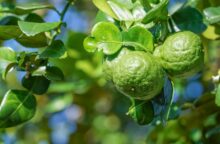 3 ricette con il bergamotto che ti faranno scoprire un vero alleato per il tuo corpo