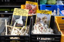 Non lo hai mai visto così grande: pesa più di 1 chilo, ma ha un sapore più dolce dell’originale